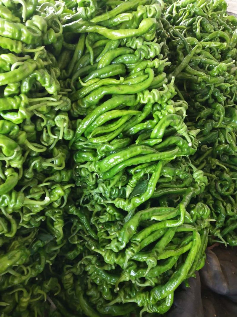 螺丝椒，现己大量上市，优质货源，产地供货，保质保量