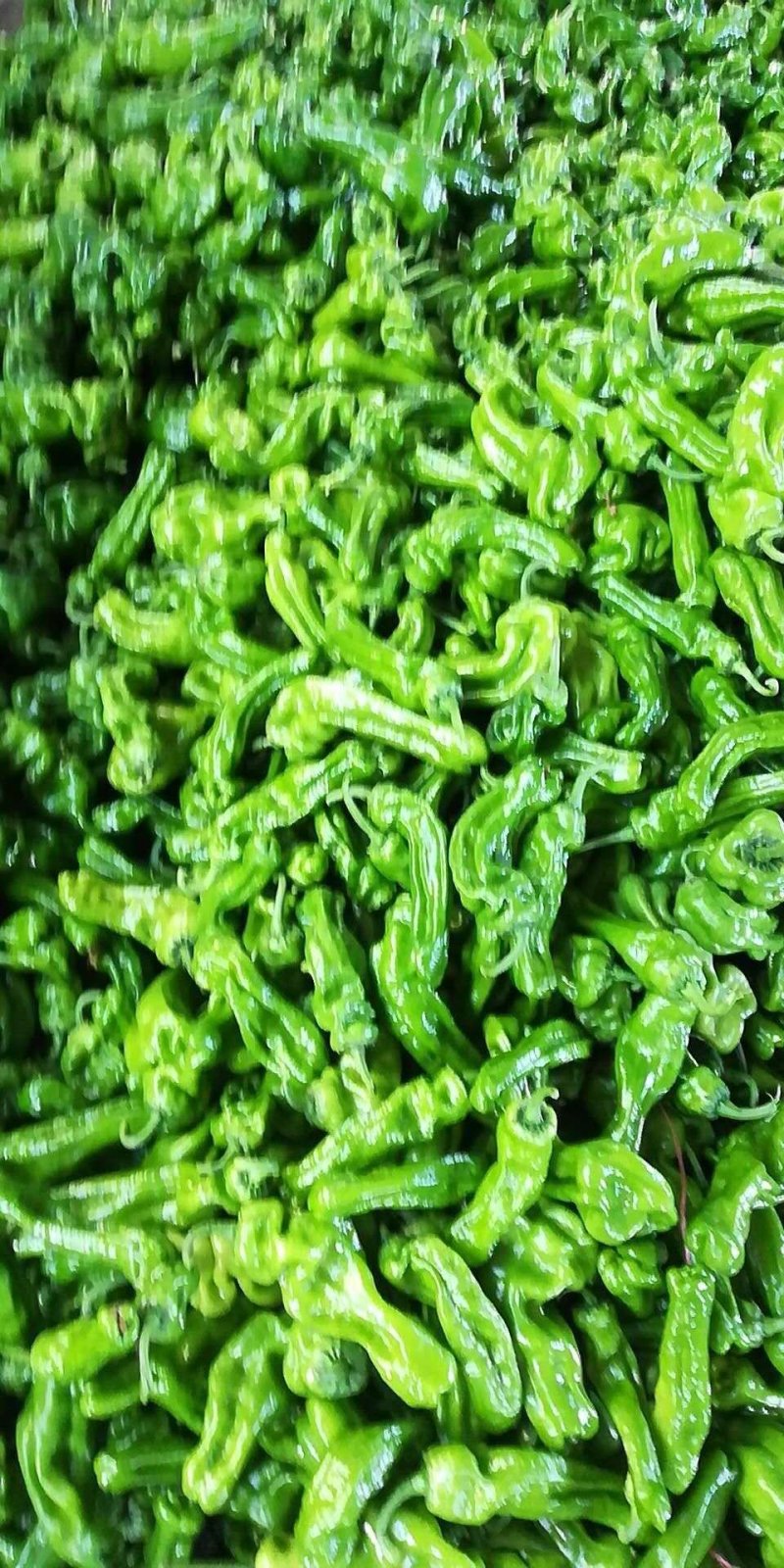螺丝椒，现己大量上市，优质货源，产地供货，保质保量
