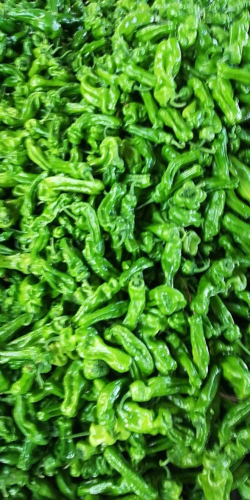螺丝椒，现己大量上市，优质货源，产地供货，保质保量