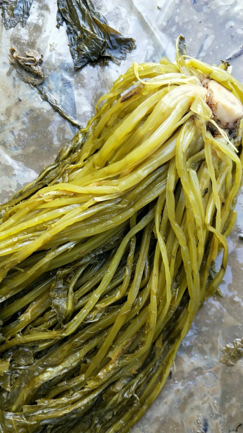 新鲜雪菜，腌制好的雪菜