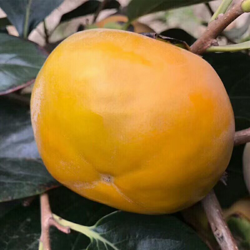 陕西大荔脆柿子，甜心柿子，甜柿子大量上市！
