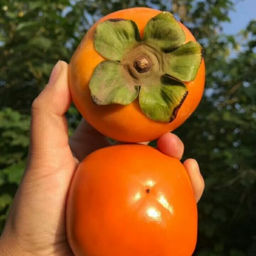 陕西大荔脆柿子，甜心柿子，甜柿子大量上市！