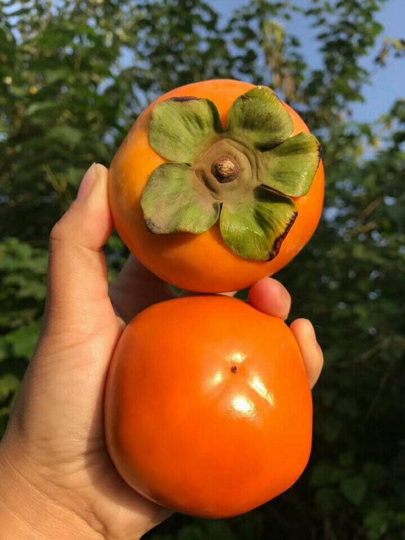陕西大荔脆柿子，甜心柿子，甜柿子大量上市！