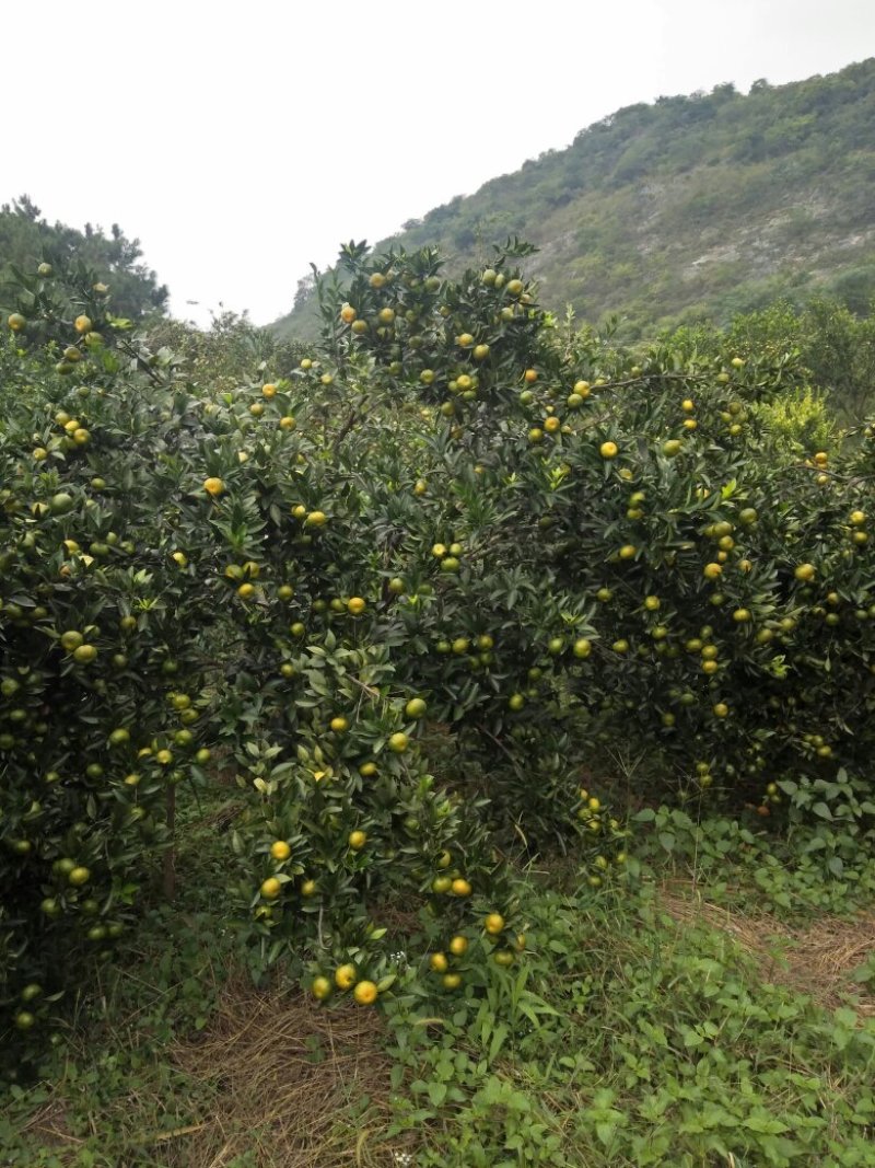 南丰蜜橘