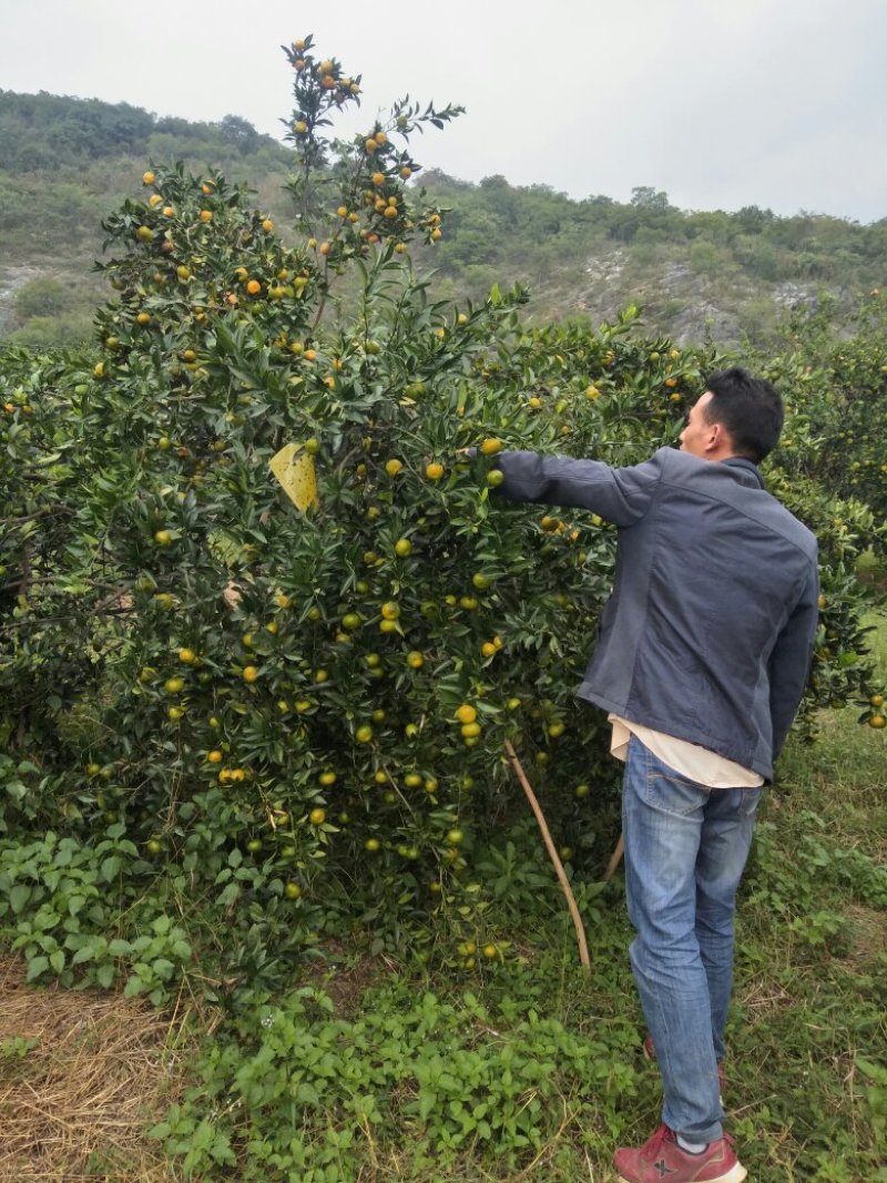 南丰蜜橘