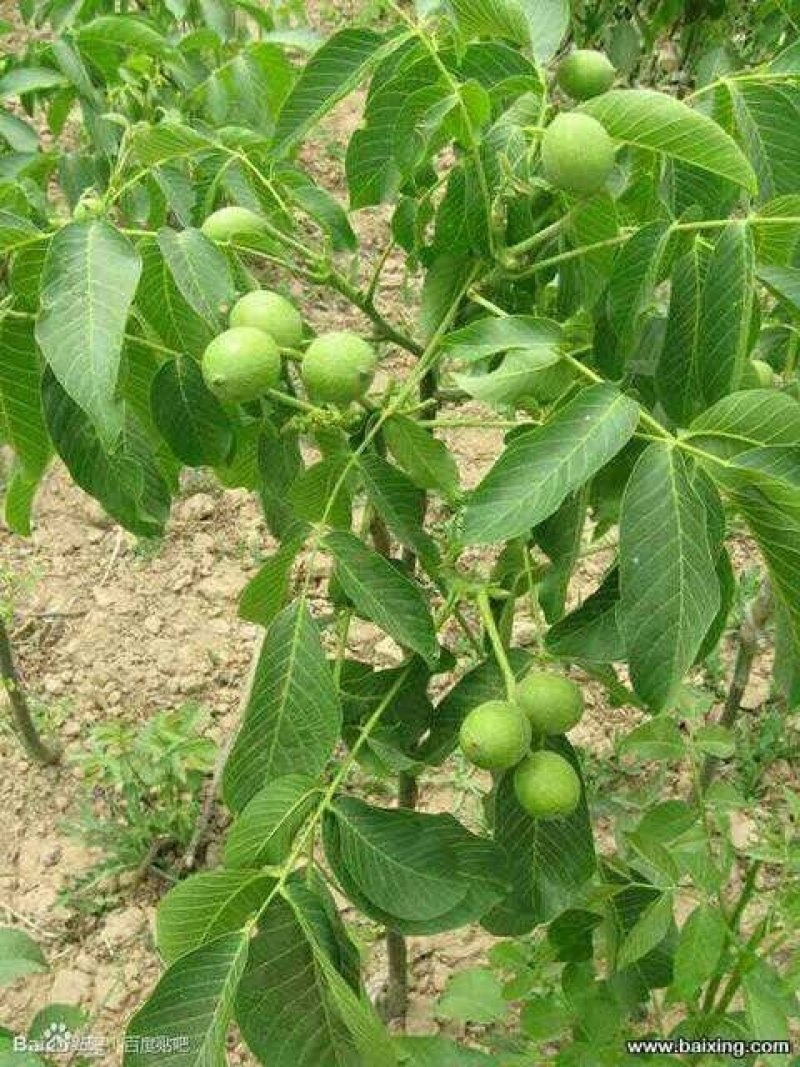 核桃苗辽核1号，香玲，清香2年苗现挖现发