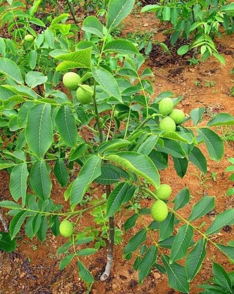 核桃苗辽核1号，香玲，清香2年苗现挖现发