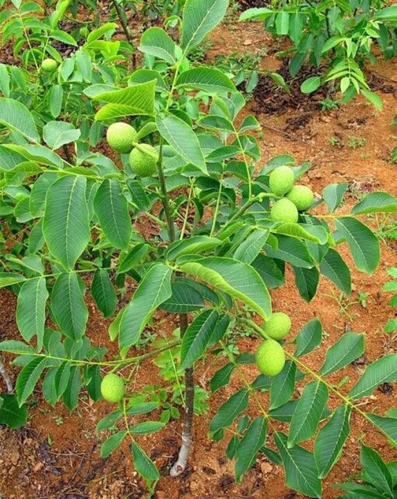 核桃苗辽核1号，香玲，清香2年苗现挖现发