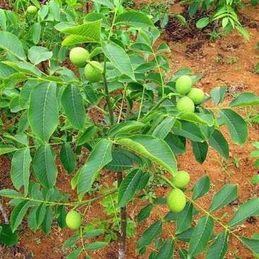 核桃苗2年苗150cm以上嫁接纯辽核一号包邮