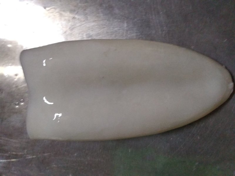 中东大墨鱼