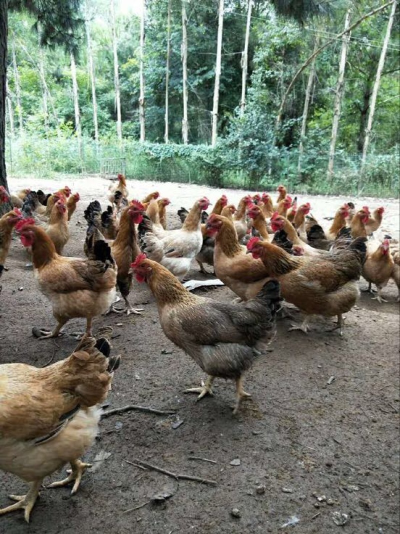 土鸡6月以下