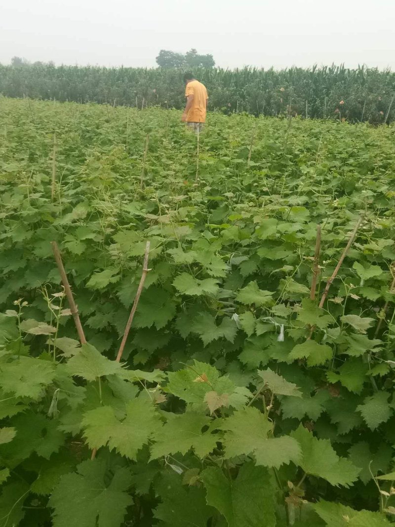 醉金香葡萄苗基地直销，保纯度，保成活率，提供种植管理技术