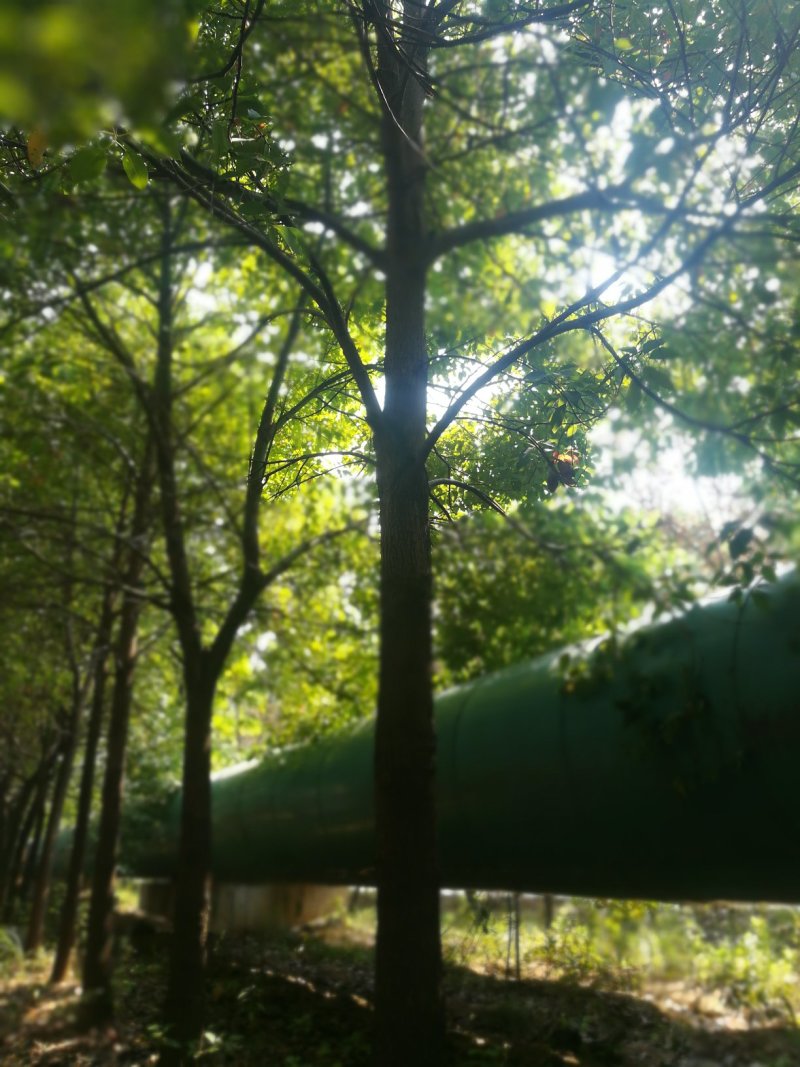 香樟树