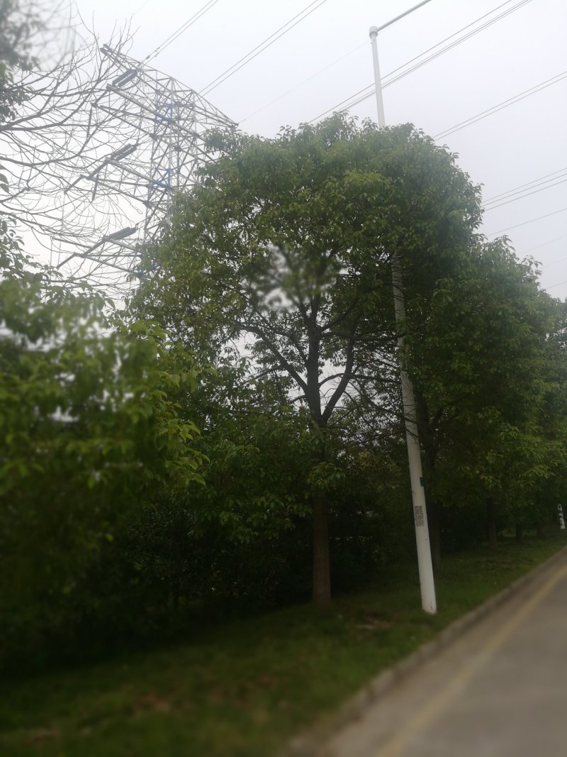 香樟树