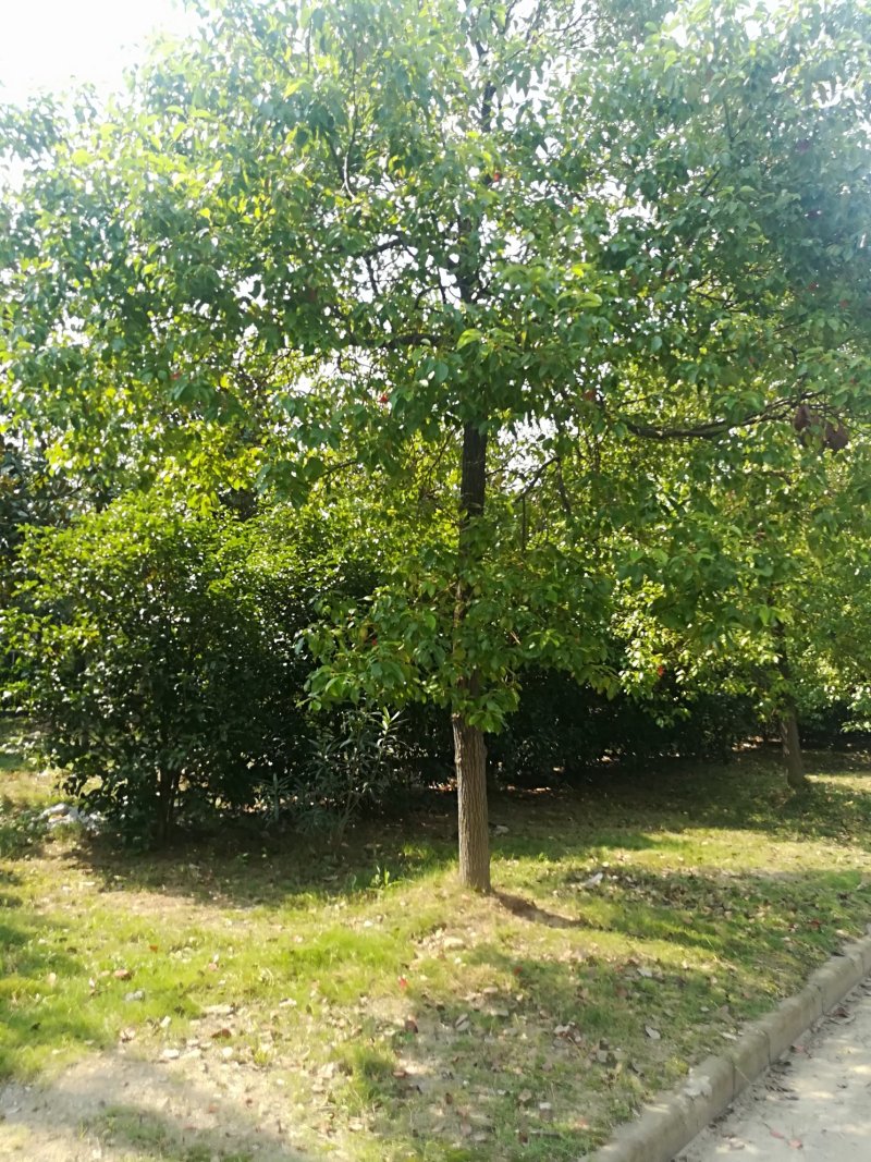 香樟树