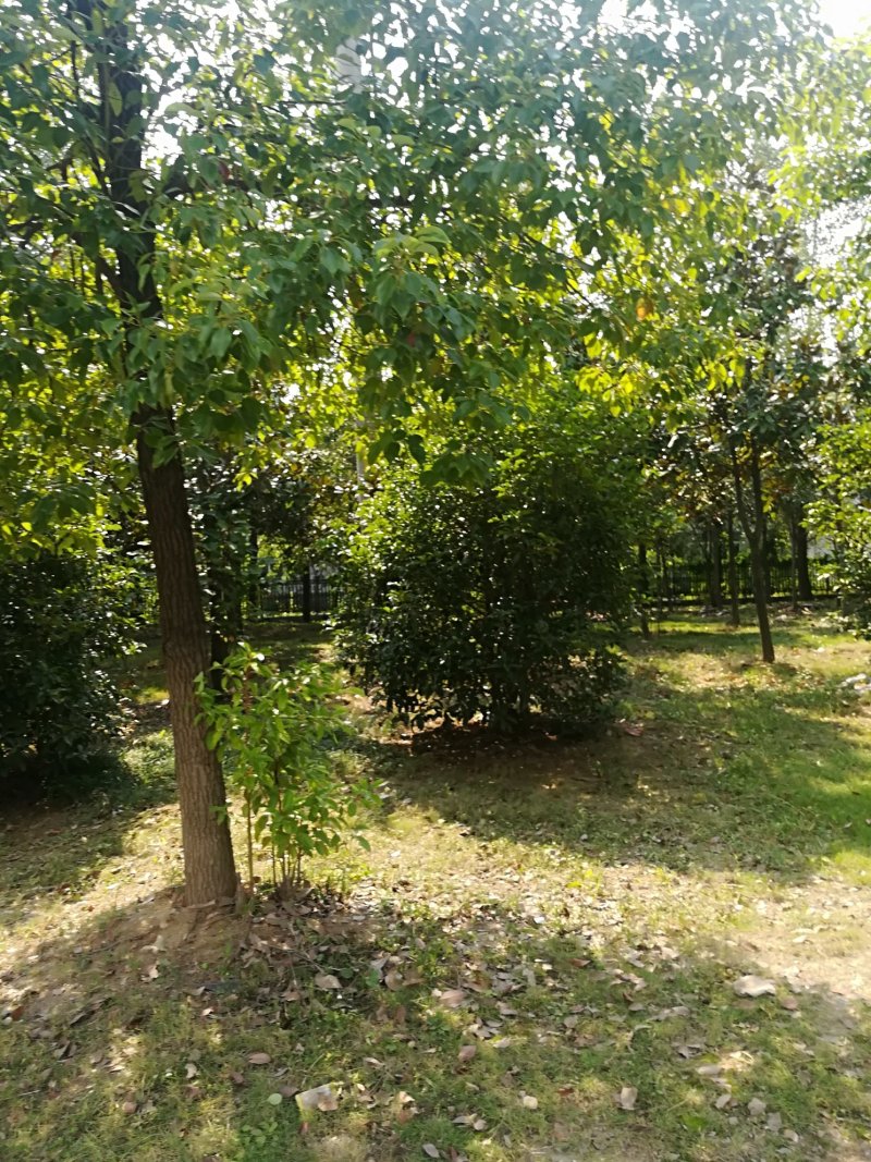 香樟树