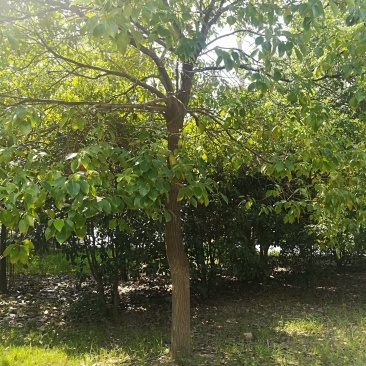香樟树