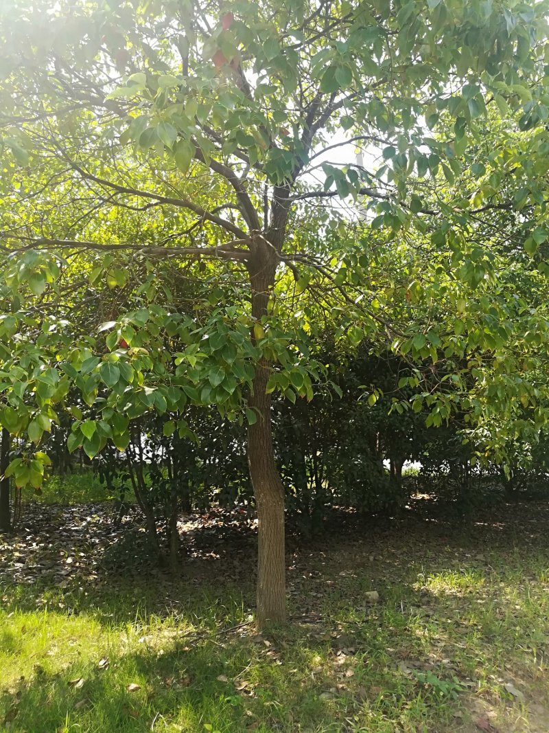 香樟树