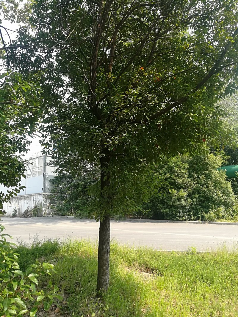 香樟树