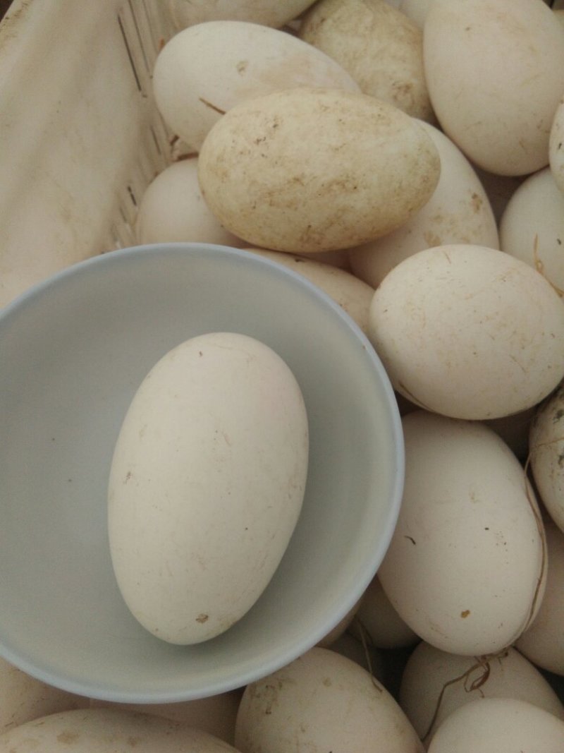 双黄鹅蛋林地散养新鲜优质储存耐久包装稳妥安全无虞