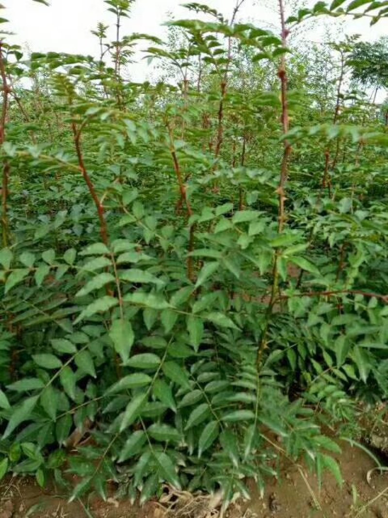 大红袍花椒苗