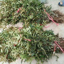 大红袍花椒苗