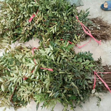 大红袍花椒苗