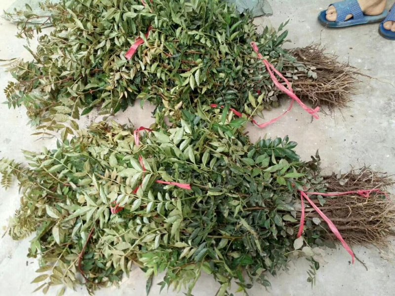 大红袍花椒苗