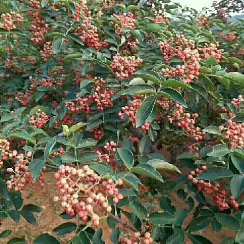 大红袍花椒苗