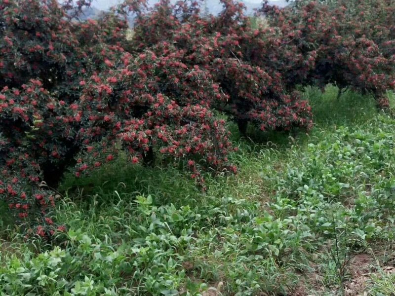 大红袍花椒苗