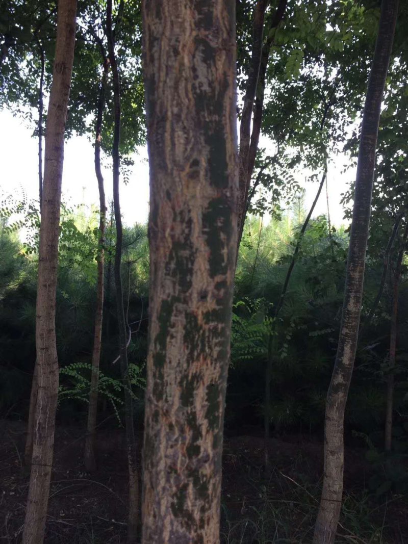 国槐树