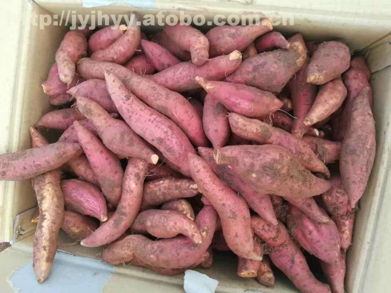 红薯低价供应量大从优