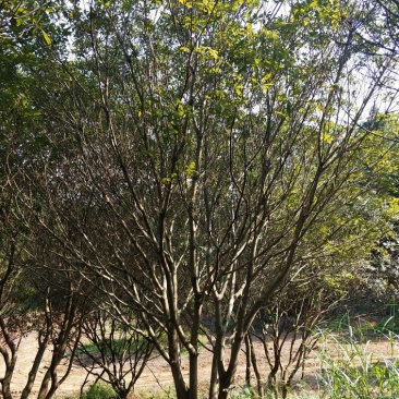 杨梅树