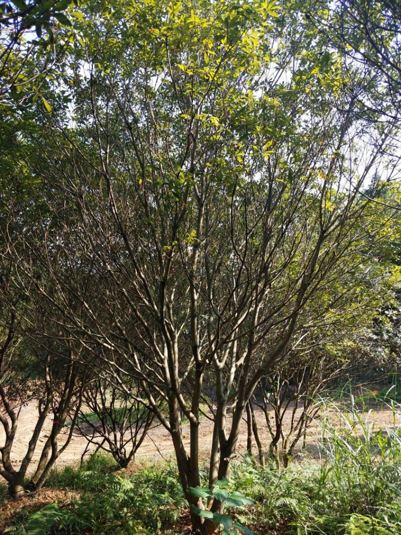 杨梅树