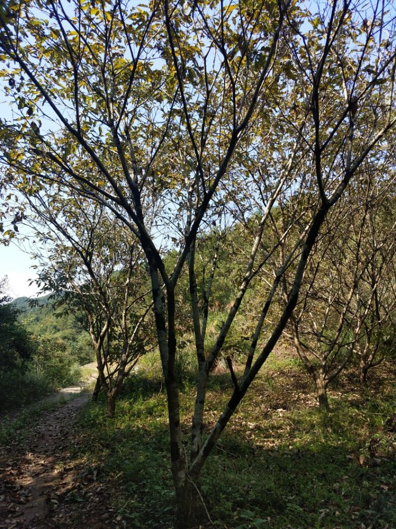 杨梅树