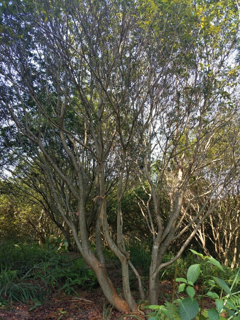 杨梅树