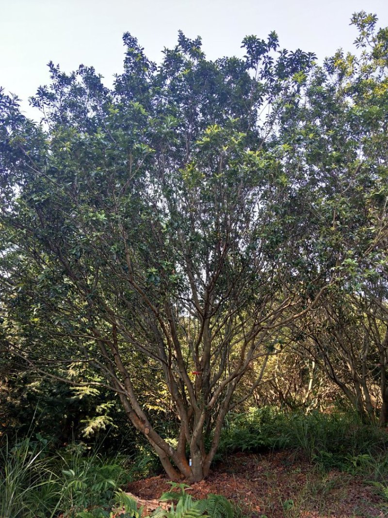 杨梅树