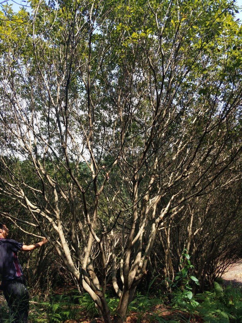 杨梅树