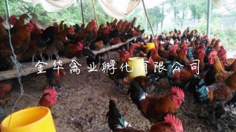 血毛土鸡苗