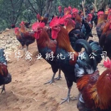 血毛土鸡苗