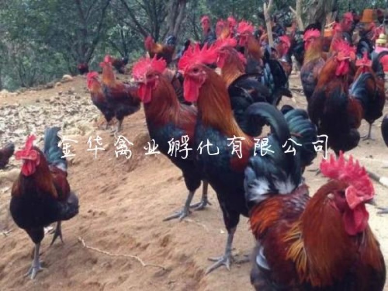 血毛土鸡苗