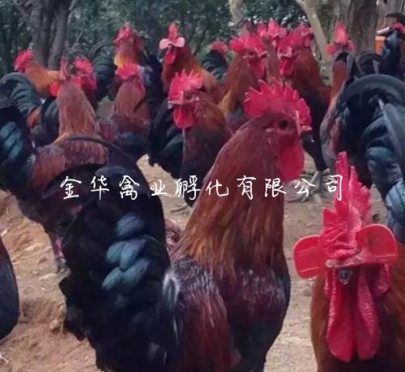 血毛土鸡苗