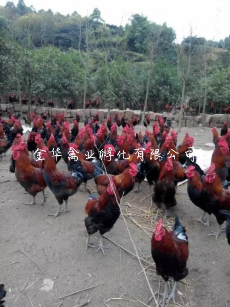 血毛土鸡苗
