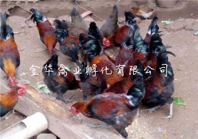 血毛土鸡苗