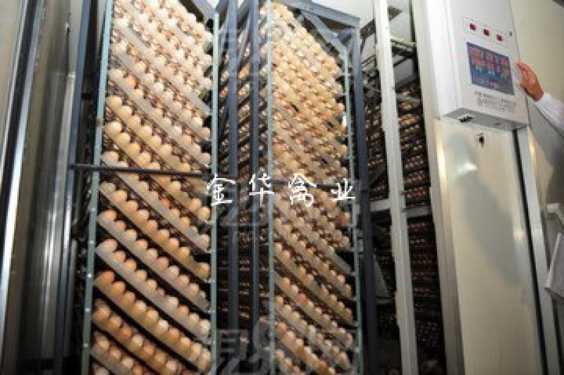 血毛土鸡苗