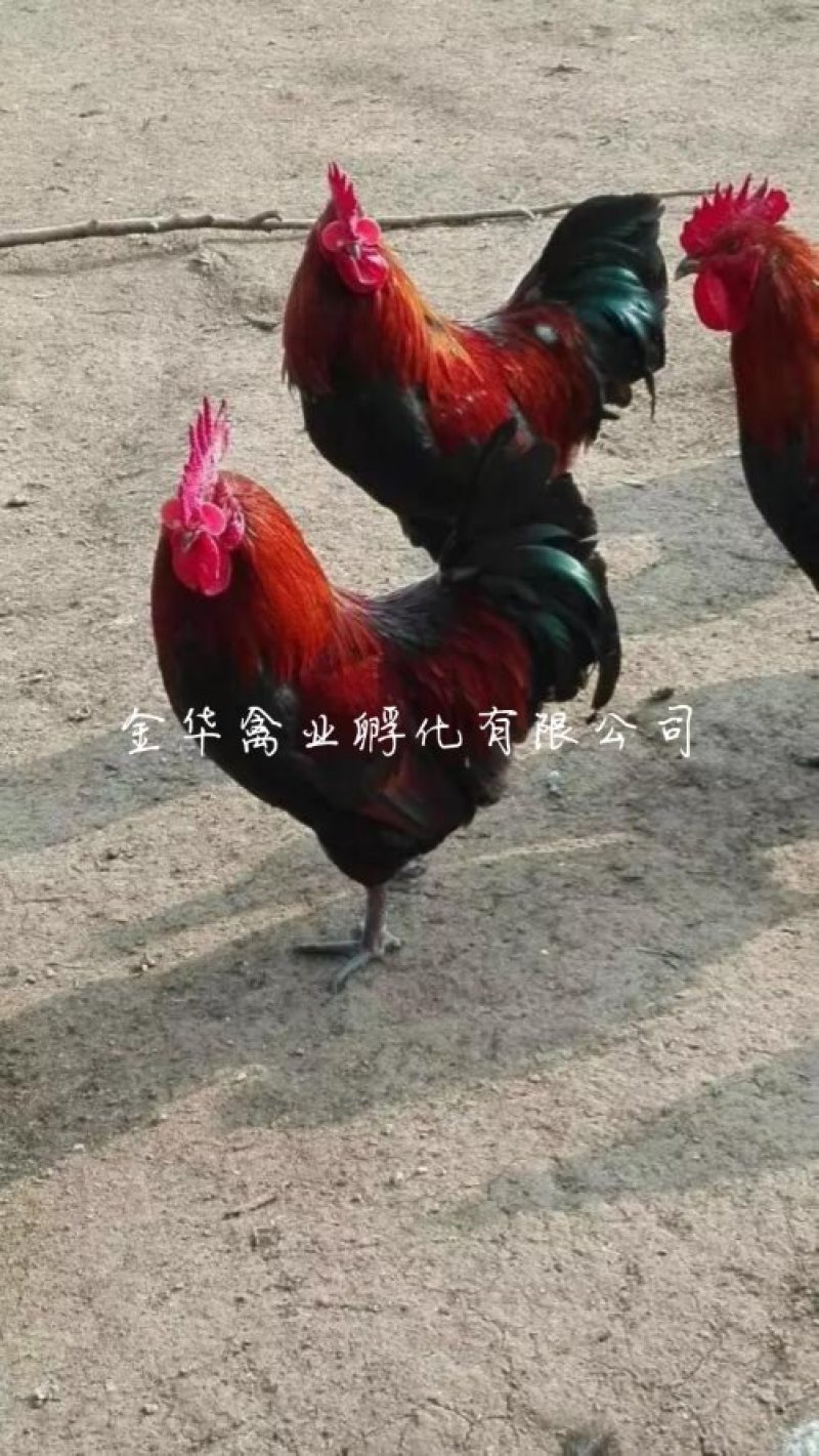 血毛土鸡苗