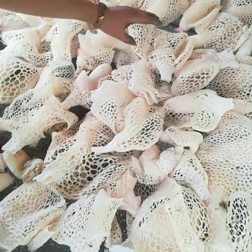 竹荪，自然烘干，无添加