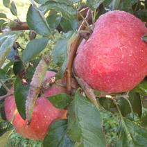 寒富苹果自家嫁接的树苗品种保纯