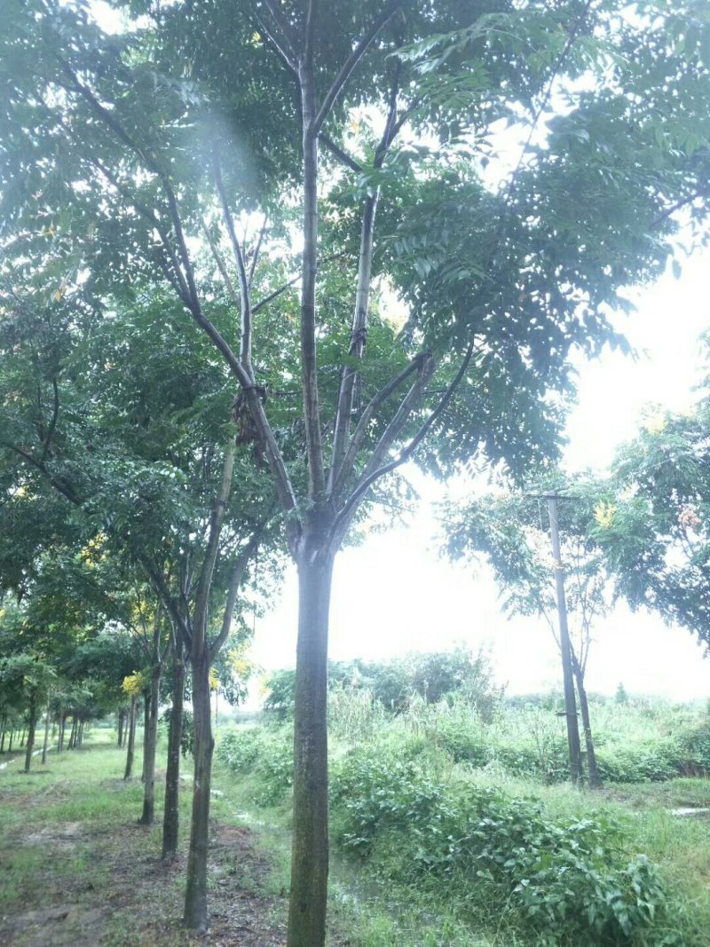 黄山栾树