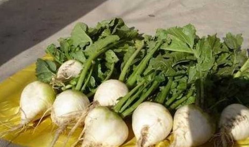 日本光头介菜优质芥菜大量上市欢迎新老顾客回购